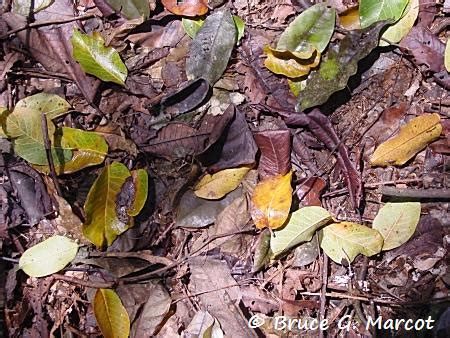 Epow Ecology Picture Of The Week Beneath The Tropical Leaf Litter