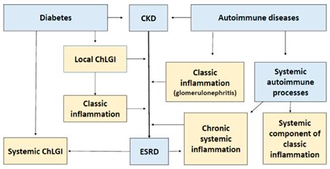 Ijms Free Full Text The Pathogenesis Of End Stage Renal Disease From The Standpoint Of The