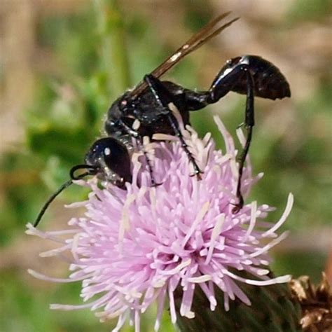 Unknown Hymenoptera Prionyx Bugguide Net