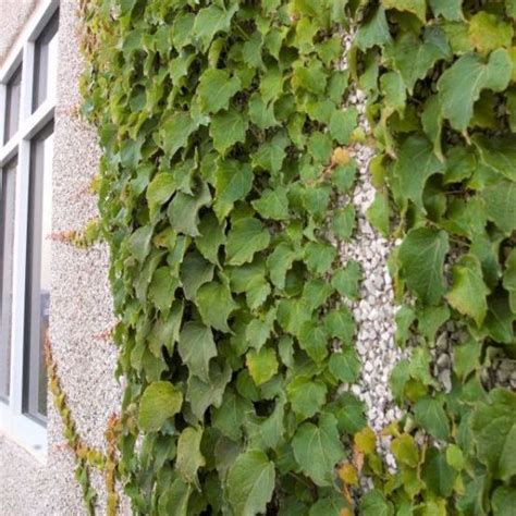 Annual Green Plant Boston Ivy Naturehills For Garden Climbing