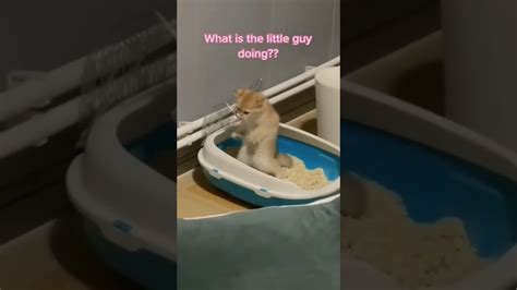 Cute And Funny Cats ️😂🤣😜🤪😆😛 Shorts Catsareawesome Catsoftiktok Catsvideo Youtube