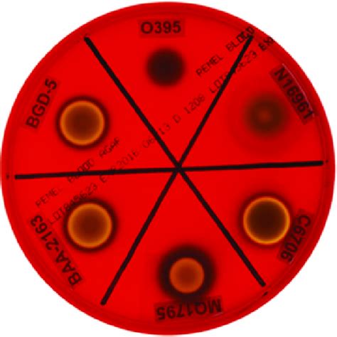 Hemolysis Assay On Blood Agar Plates Blood Agar Plates Were Used For