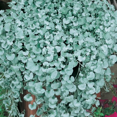 Dichondra Silver Falls Mosarte Garden Living