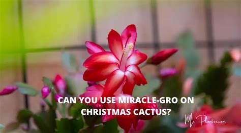 Can You Use Miracle Gro On Christmas Cactus