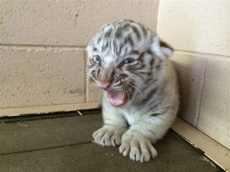 Fierce White Tiger Cub - Fuzzy Today