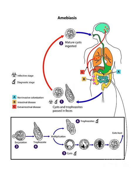 Entamoeba Histolytica Life Cycle Photograph By Cdcscience Photo Library Fine Art America