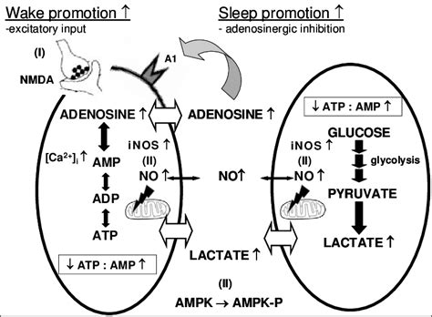 4.1. Major findings-young. Study I showed that NMDA receptor... | Download Scientific Diagram