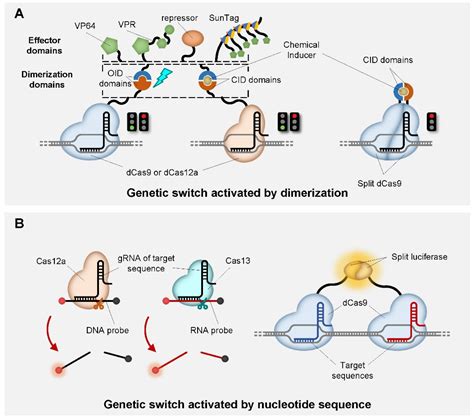 Life Free Full Text Crispr Based Genetic Switches And Other Complex