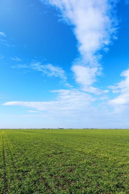 Trigo Joven Que Crece En Un Suelo Foto Premium