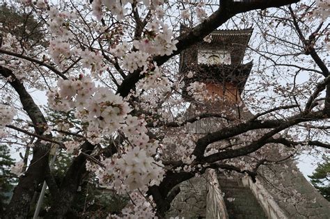 【桜の抄】陽光桜が見頃♪ 琴平町内桜の開花情報（3月31日現在） 琴平町観光協会のブログ