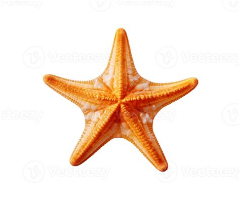 A Starfish Isolated Ai Generated 27148523 Png