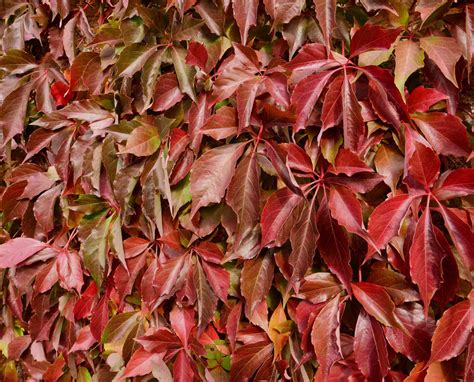 How To Grow And Care For Virginia Creeper