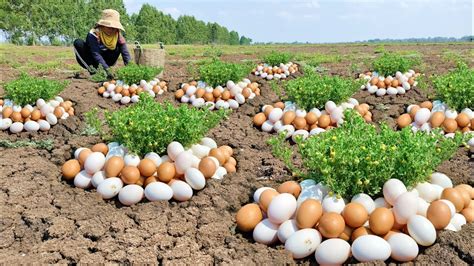 Wow Wow A Female Fisherman Pick A Lots Of Duck Eggs Under The Grass In