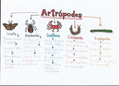 Mapa Mental Do Reino Protista Ensino Hot Sex Picture