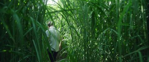 In The Tall Grass [filmgrab]