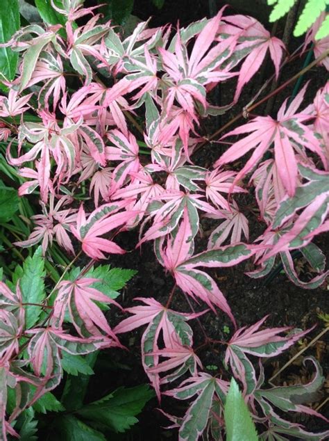 Japanse Esdoorn Acer Palmatum Pink Passion