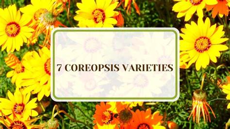 7 Coreopsis Varieties: Colorful and Easy to Care For - Plant America