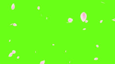 Rose Petals Falling Green Screen Effects Animations Stock