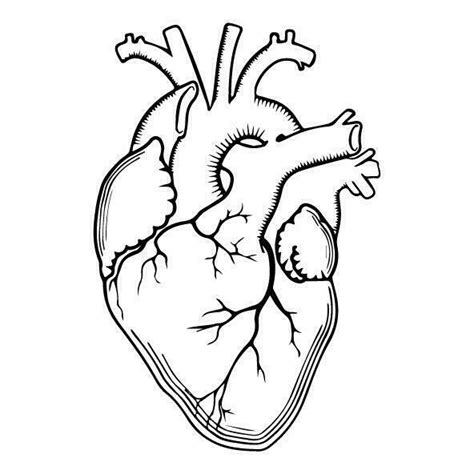 Realistic Heart Outline Vector Art At Vecteezy