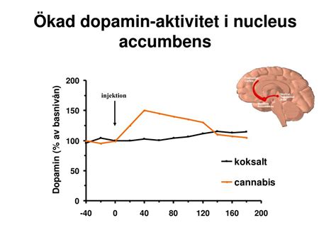 PPT Cannabis och hjärnans belöningssystem med fokus på den växande