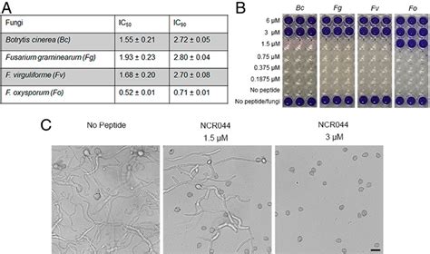 Figure 3 From Antifungal Symbiotic Peptide Ncr044 Exhibits Unique