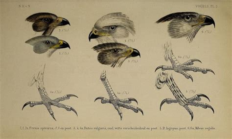 Types of Birds in the Netherlands