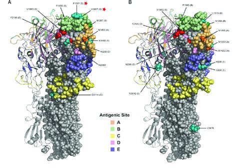 Crystal structure of hemagglutinin (HA) of circulating A(H3N2) clade ...