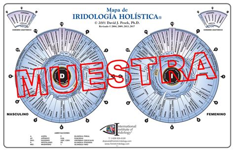 Mapas De Iridolog A Hol Stica Bienvenidos A Iridolog A Hol Stica