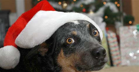 Como cuidar de cães e gatos dos fogos de artifício durante as festas