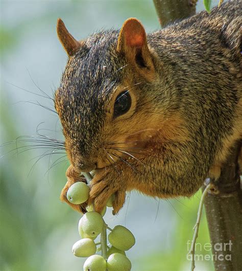 A Squirrel Eating Berries In A Forest Photograph By James Stewart Fine Art America