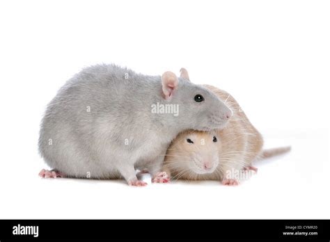 Two Rats Hi Res Stock Photography And Images Alamy