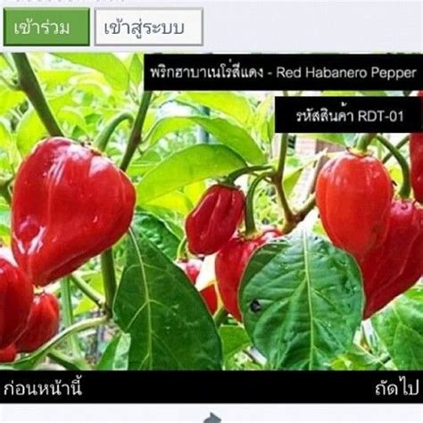 Thai Seed Shop