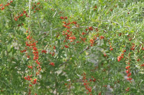 Lycium Torreyi A Native Gojiwolfberry Found Mostly Along The Rio