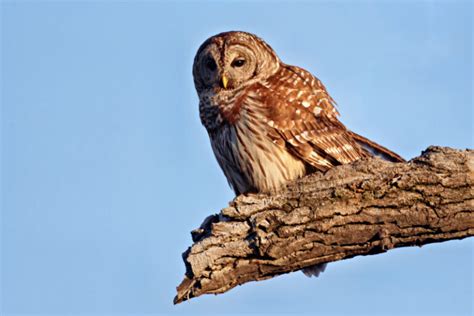 Why Barred Owls Are More Active Now Steve Creek Wildlife Photography