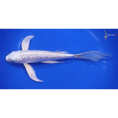 Imported Gin Rin Platinum Ogon Butterfly Koi Koi Fish For Sale