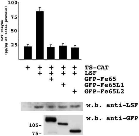 Fe65L1 And Fe65L2 Inhibit LSF Mediated Transactivation Of TS Gene