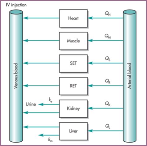 Principles Of Pharmacokinetics Flashcards Quizlet