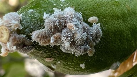 Cochinilla algodonosa 2 recetas de pesticidas naturales para árboles