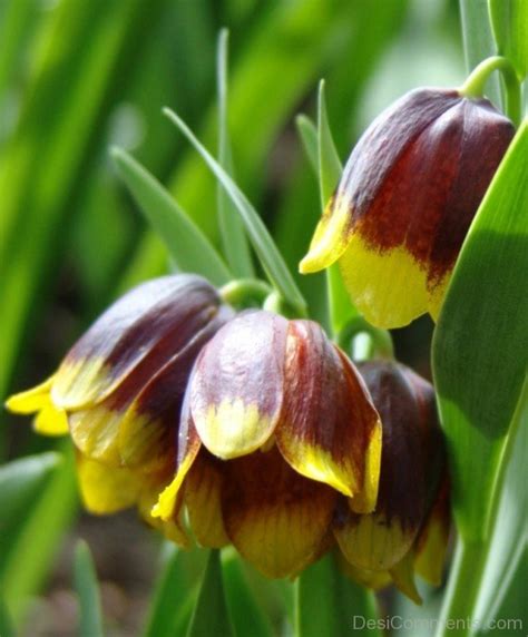 Picture Of Fritillaria Michailovskyl Flowers Desi Comments