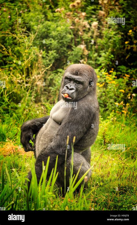 Strong Gorilla Hi Res Stock Photography And Images Alamy