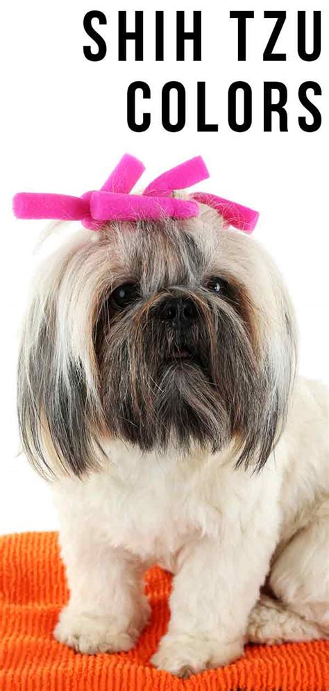 Shih Tzu Colors - Which Of These Is Your Favorite?