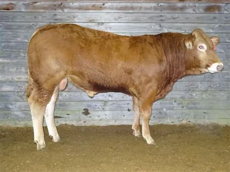 Ventes Aux Enchères De Taureaux Limousins Lannée Des 40 Ans De La