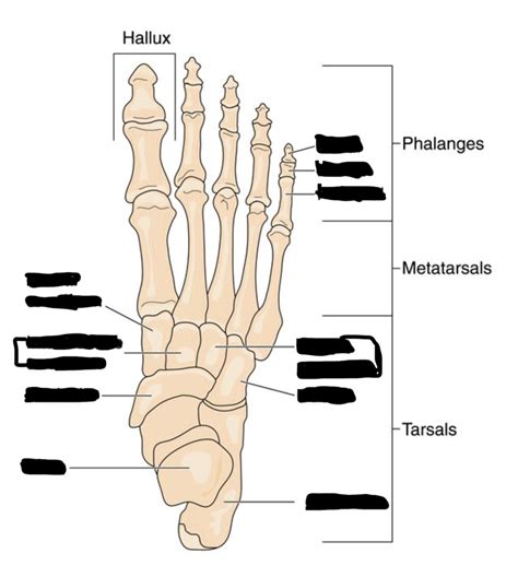 Anatomy of the Foot Diagram | Quizlet