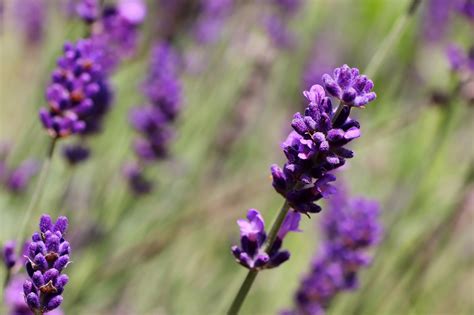 Bunga Lavender Alam Foto Gratis Di Pixabay Pixabay