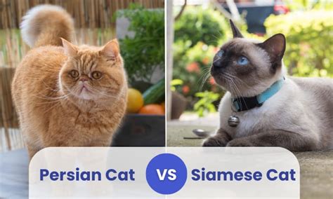 Persian Cat vs Siamese Cat: Which is Right for You?