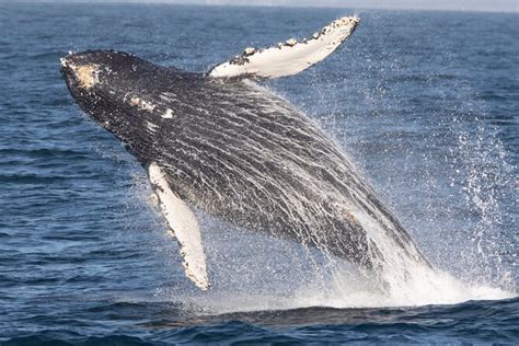 Monterey Whale Watching Tour