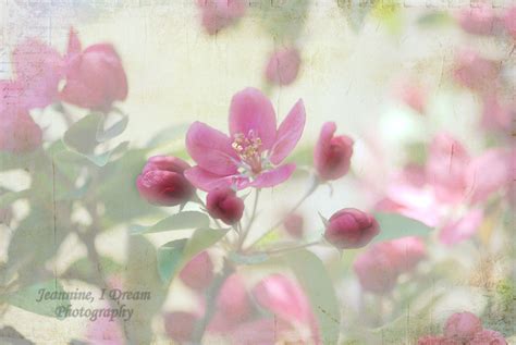 Wallpaper Flowers Branch Texture Cherry Blossom Textured Pink