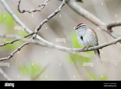 Chipping sparrow during spring migration Stock Photo - Alamy