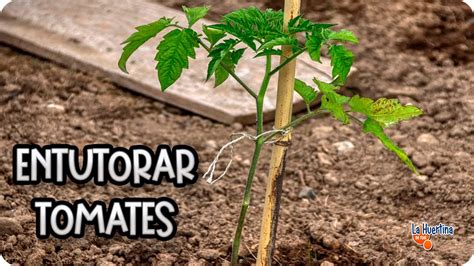 Como Entutorar Tomates Tutores Para Tomates Con Cuerdas La