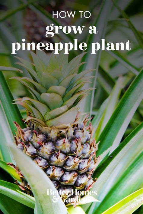 Add A Touch Of The Tropics To Your Home Or Garden Pineapple Plant